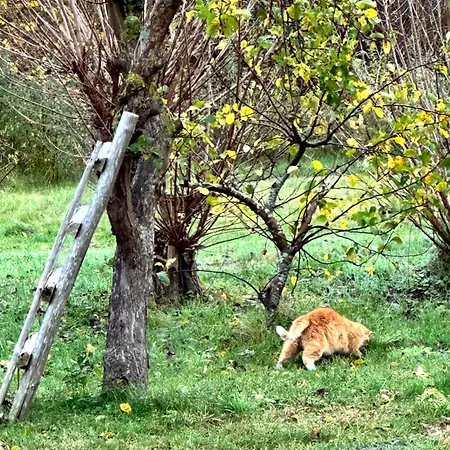 Apartment Am Saaler Bodden